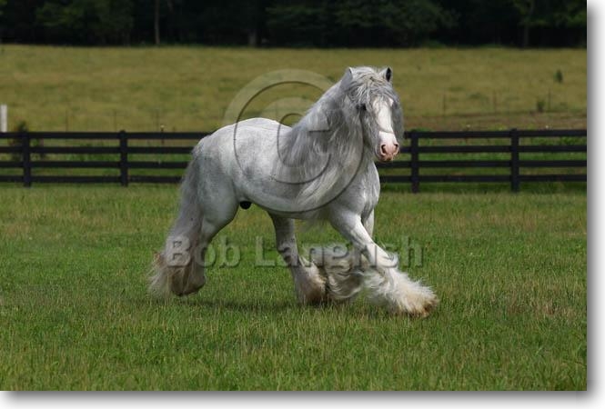 Pferde von Lydia Lilith Thiel A21C8521GypsyVannerStallion-Dalcassian-VillaVanners,TN