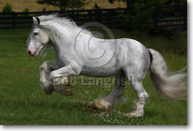 Pferde von Lydia Lilith Thiel A21C8554GypsyVannerStallion-Dalcassian-VillaVanners,TN