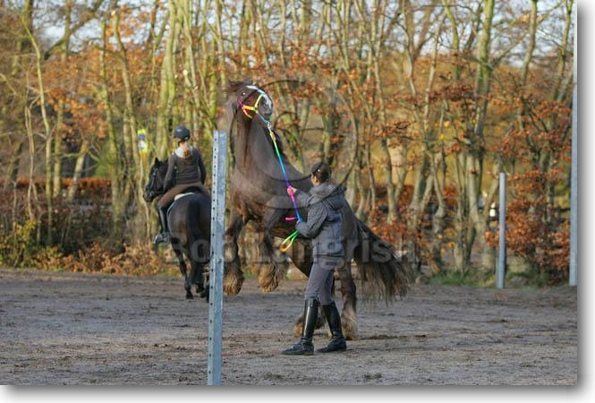 Brown Horse Rearing