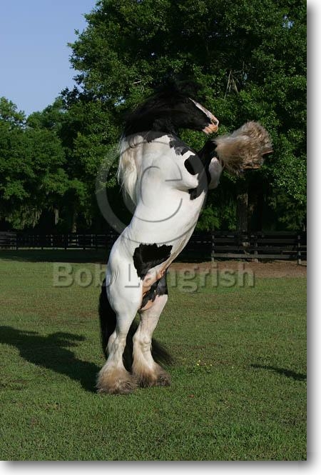 Shasta Moon Ranch's Stallions JQ4P3006GypsyVannerStallion-TheGypsyKing-Rearing,GypsyGold,FL