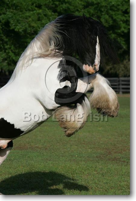 Shasta Moon Ranch's Stallions JQ4P3016GypsyVannerStallion-TheGypsyKing-Rearing,GypsyGold,FL