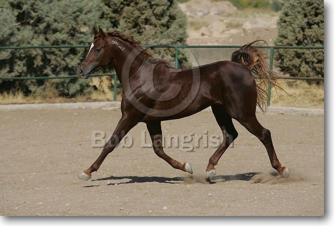 Pferde von Lukas Roth JQ4P5466PersianArabXStallion-Honar-Rockebestan,Iran
