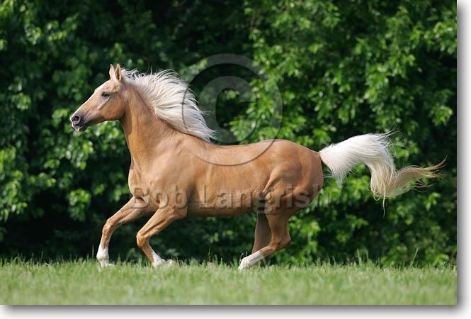 horse pictures to colour in. Quarter Horse, Palomino Colour