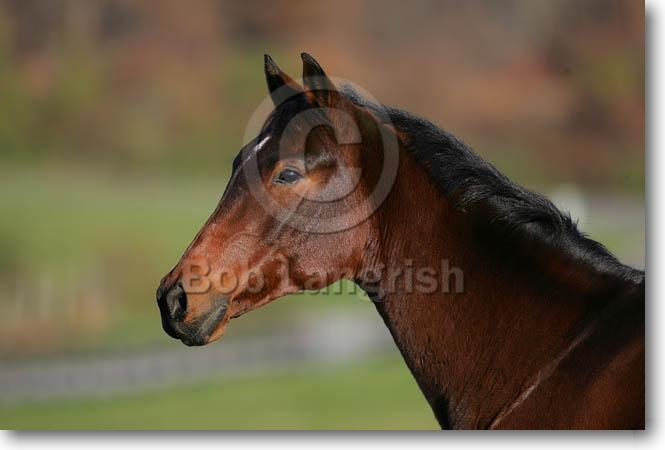 Happiness, Stute, 3 Jahre MD3P4304Trakehner-Wiley-TewkesburyManor,MD(CD1)