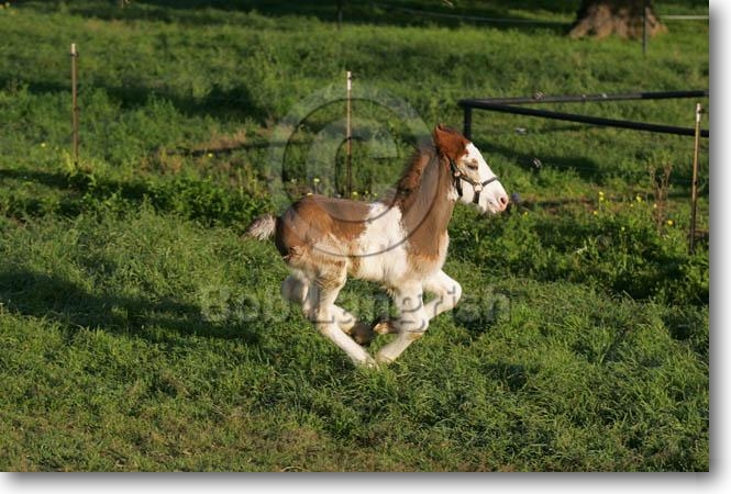 My Foals!! =D MI9E4221ClydesdaleFoal,3R,TX