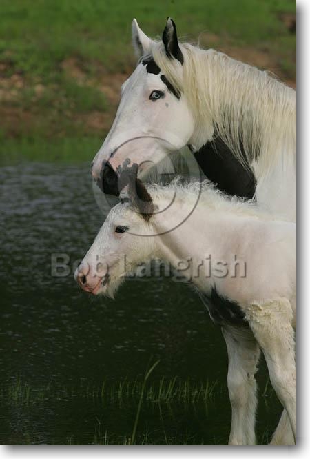 Gypsy Vanner Horse Breeding/Show Stable, Pick and Play MI9E8353GypsyVannerMare&Foal-Ballinasloe&Quinn,HorseFeathersFarm,TX