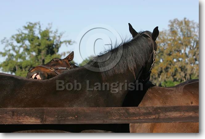 Horses Mutual Grooming