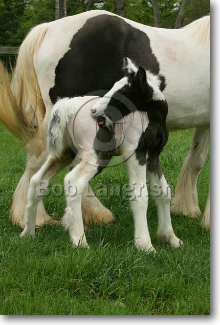gypsy vanner horses for sale in texas. contact Gypsy+vanner+foal
