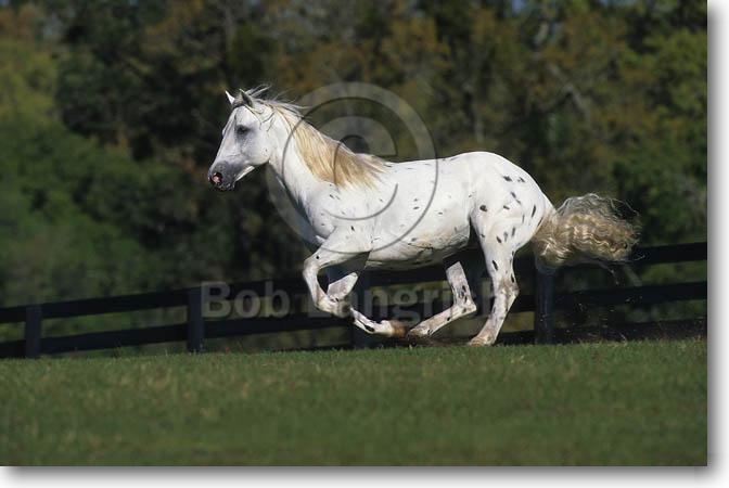 breeds of horses. reed: horse: keywords: