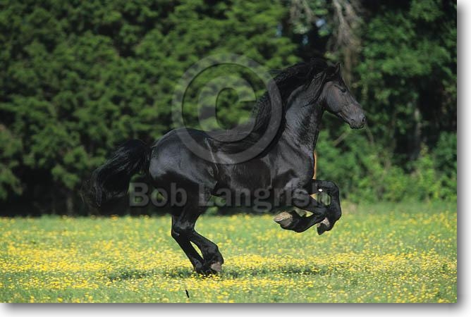 WIld Horses Pic07Friesian%20Stallion%20%20-Drummond-%20Proud%20Meadows,%20TX