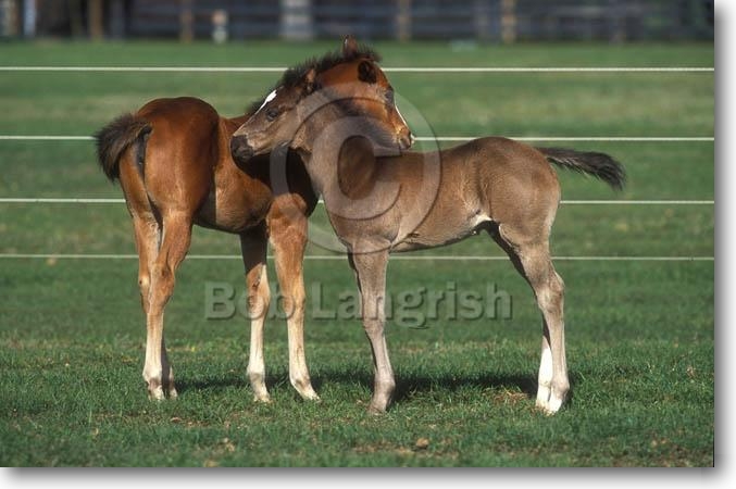 horses foaling