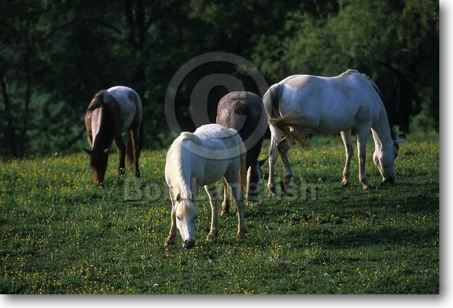 horses and ponies images. Horses amp; Ponies, Blue Ridge