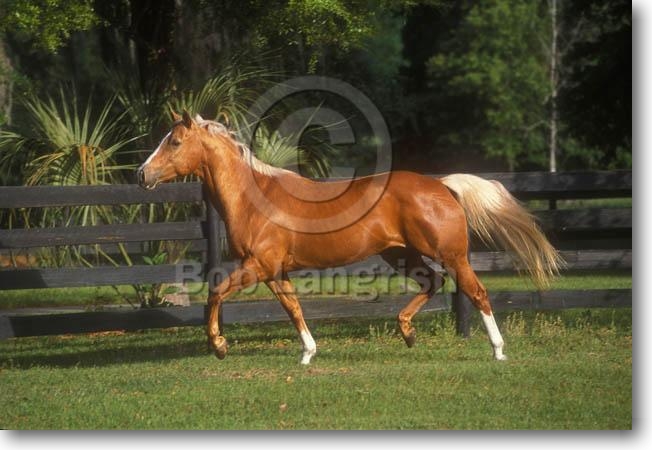 Verschenk Pferde Besitzerin: Mendy Pic13Palomino-SeafarersSeaFrolic-SpindletopFarm,FL