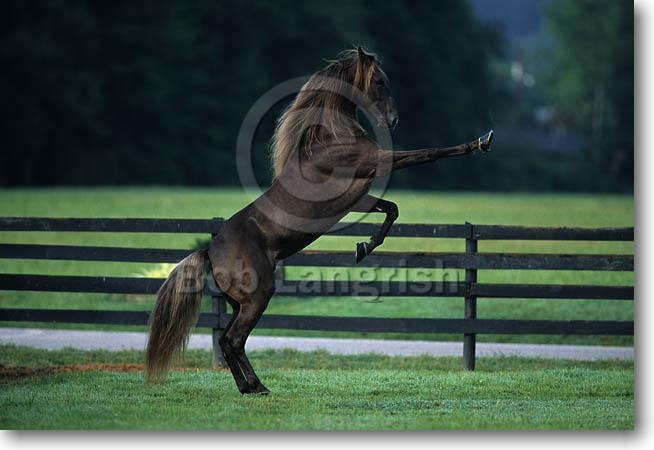 pic14RearingRockyMountainHorse-J%20Walker-VanBertFarms,KY%20Low.jpg
