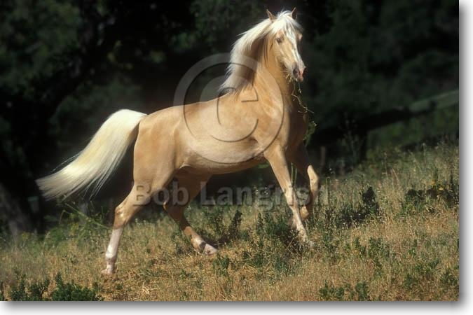 Verschenk Pferde Besitzerin: Mendy Pic15Palomino-GoForTheGold-BParkening,CA