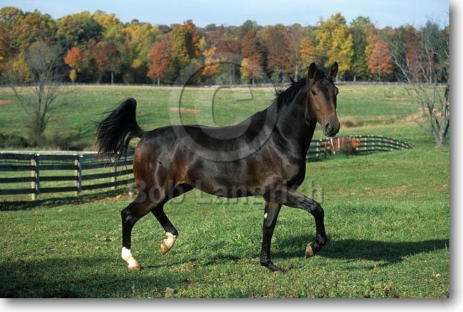 Aguilera, Stute, 4 Jahre Pic31HanoverianYearling-Danali-EvergreenStables,MD
