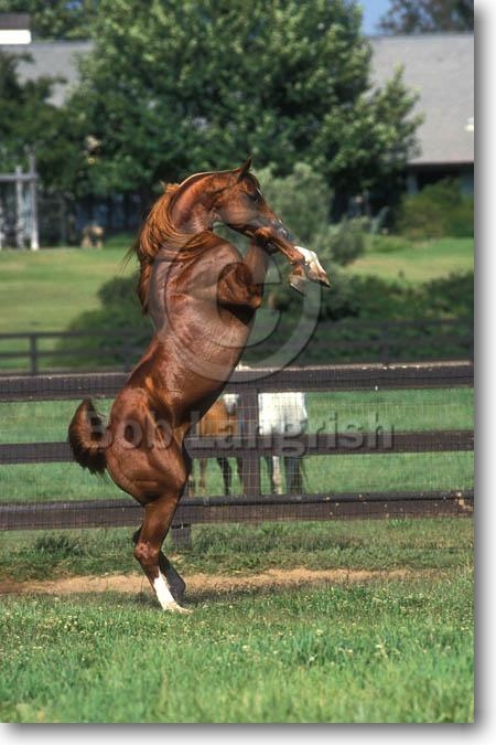 Arab Horses Rearing