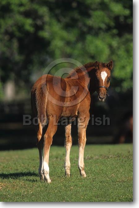Gwendolyn, Stute, 1, 5 Jahre Pic35ThoroughbredFoal,HighMarkFarm,FL