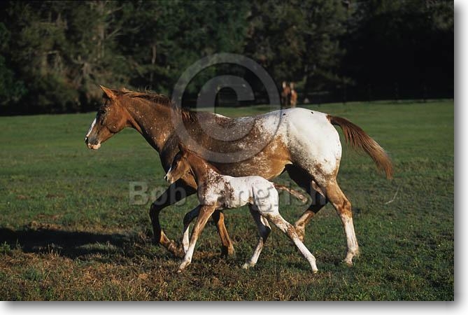 MY HORSES wild and tame! ALL TOGETHER Pic50Appaloosa%20Mare%20&%20Foal%20Lynns%20Appaloosas,%20FL