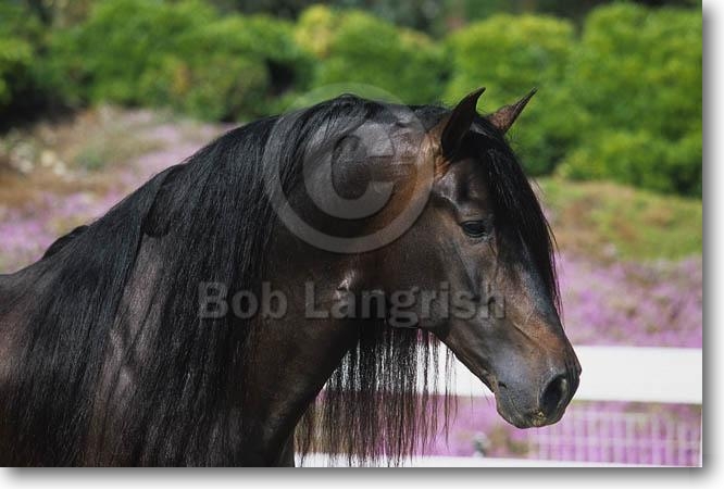 MY HORSES wild and tame! ALL TOGETHER Pic51Andalucian%20Stallion%20-Ogro-%20Owned%20By%20Javier%20Mayer,%20CA