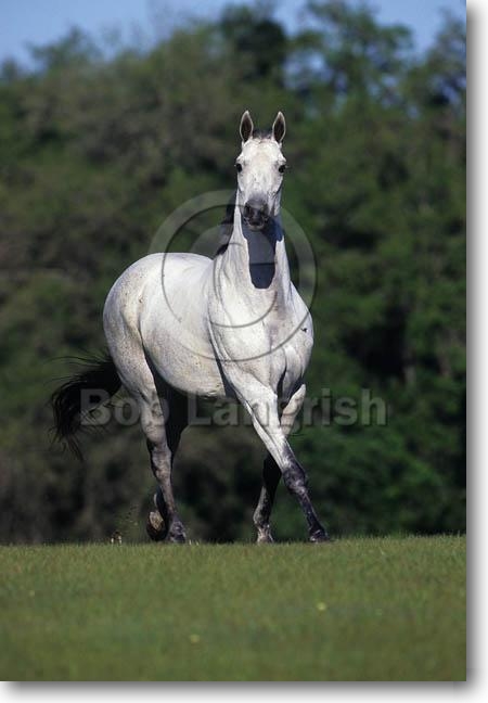pictures of quarter horses. Petty Quarter Horses