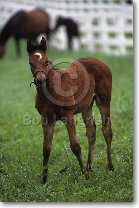 Neptune Pic68ThoroughbredFoal,CalumetStud,Kentucky