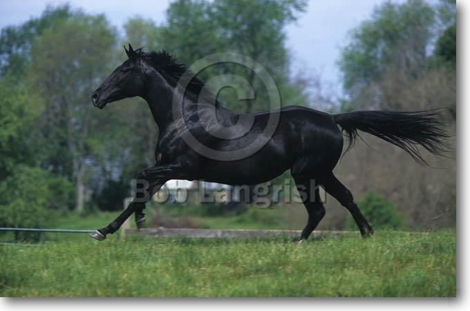 Paul's Horses Pic81Thoroughbred%20Mare%20-Princess-%20Whiskey%20Creek%20Farm,%20VA