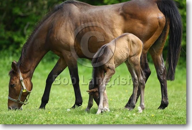 Thoroughbred Mare And Foal