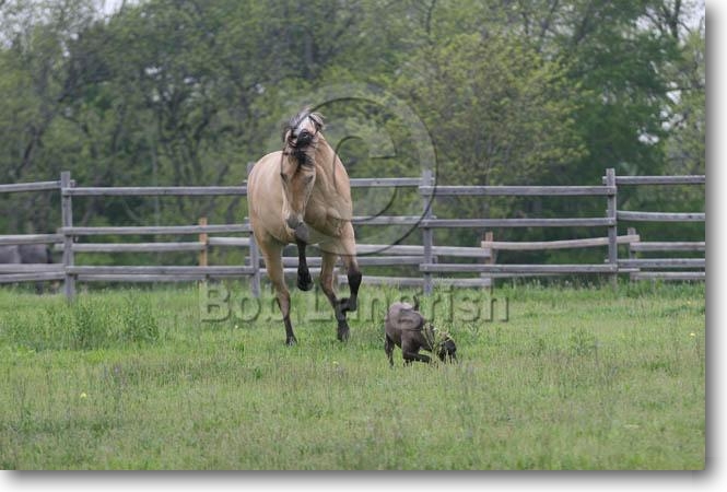 Les chevaux IMG_9630QuarterHorse-Sister-&DogChapelCreekRanch,TX