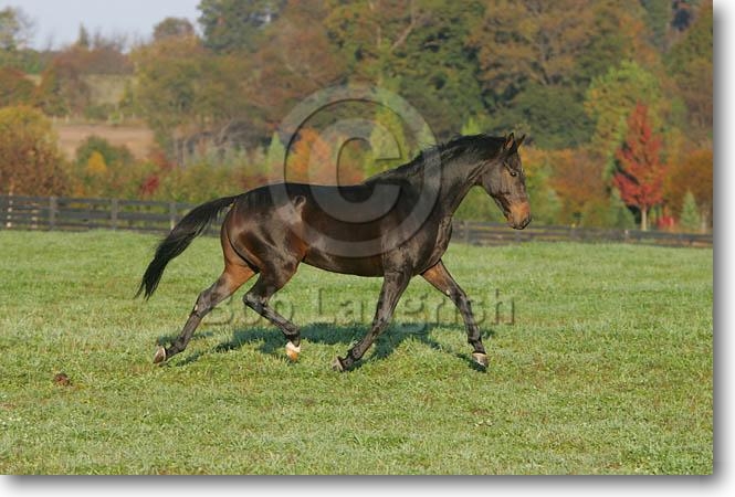 Cabriole JQ4P0211Thoroughbred-TewksburysMerlot-TewksburyManor,MD2008