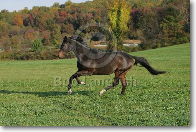 Cabriole JQ4P0388Thoroughbred-Jake-OwnedByAmyGaynor,TewksburyManor,MD2008