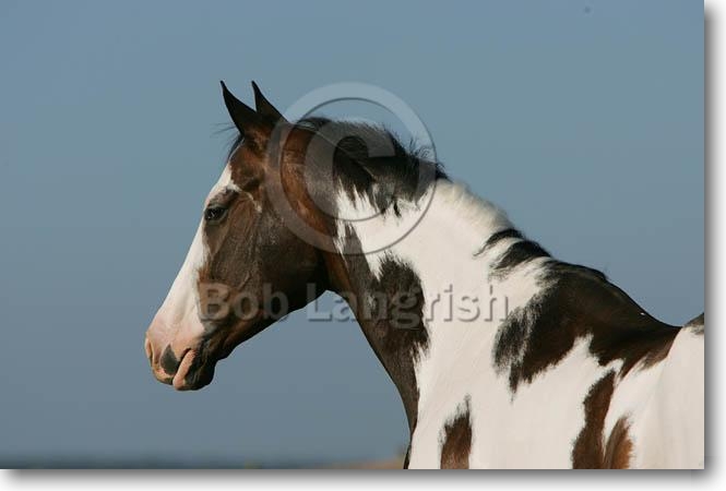**My Wild Horses** JQ4P1570PaintHorse,PaintedFeatherFarm,FL