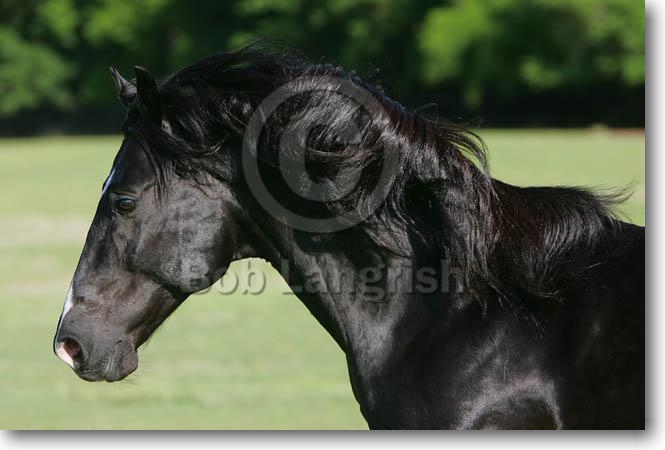 **My Wild Horses** JQ4P2330LusitanoStallion-PeronDoRecreo-AllTheKingsHorses,FL