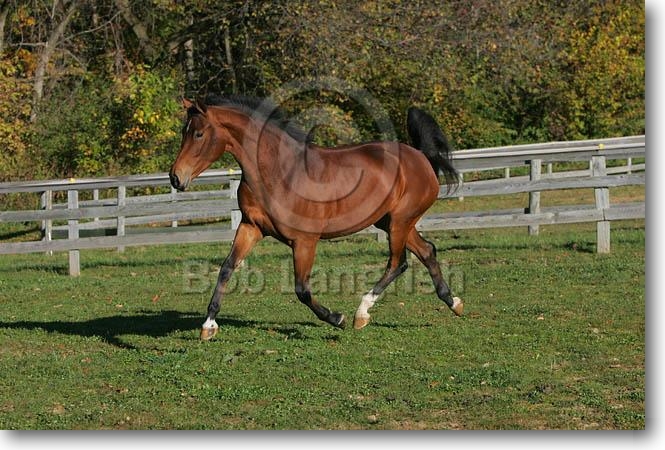 Opale JQ4P9611HanoverianMare-Rehlein-TheBryanCenter,MD