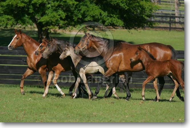 Quarter & Thoroughbred Mares