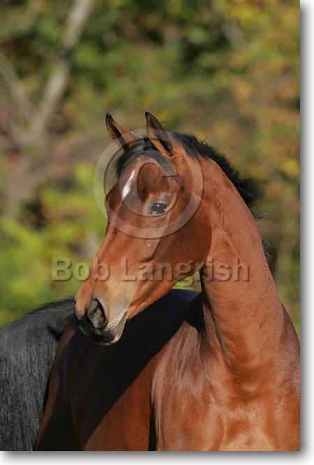 Opale MD3P0836HanoverianMare-Rehlein-TheBryanCenter,MD