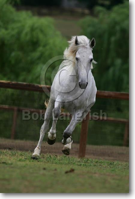 Les chevaux MD3P2053RockyMountainStallion-BanjosMoJo-.ClassicFarm,KY