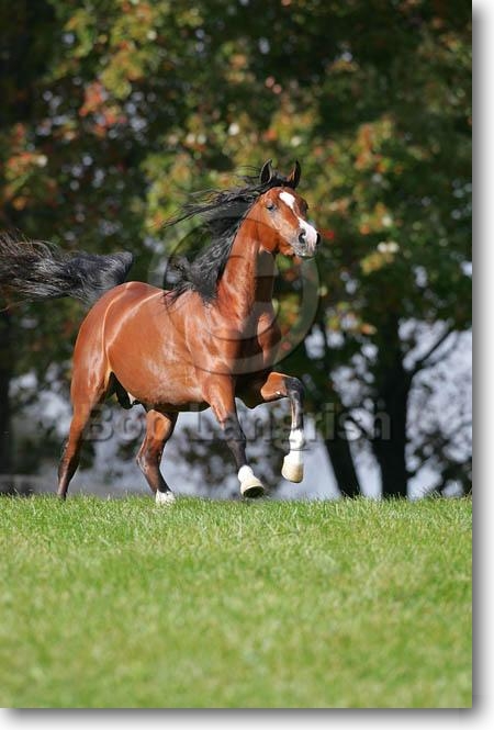 Imperial Kagaan arab stallion wants a mare MD3P2790Arab%20Stallion%20-Imperial%20Kagaan-%20Imperial%20Egyptian%20Arabians,%20MD