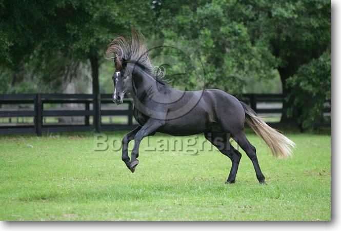 **My Wild Horses** MI9E0871AlterReal-Amadeus-ShangrilaFarm,FL