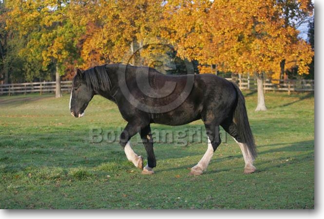 Chestnut/Shire Horse/Rappe/8.000v€/Fortgeschrittene MI9E3194Shire%20Cedar%20Rowe%20Farm,%20MD