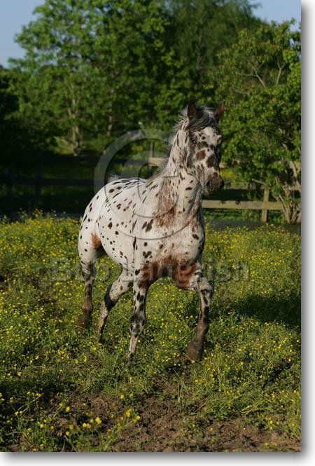 Les chevaux MI9E4208KnapstrupperStallion-MacarnsAxxion-OwnedByElleSusman,TX