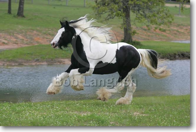 gypsy vanner horses for sale in texas. tattoo Gypsy Vanner Mare For