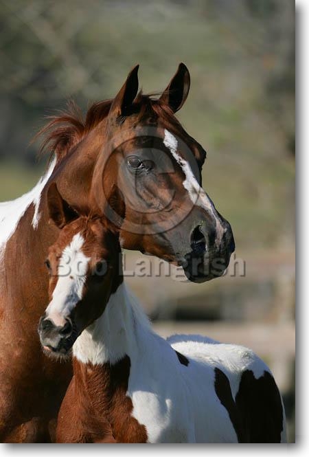 **My Wild Horses** MI9E6656PaintMare&Foal,PaintedFeatherFarm,FL