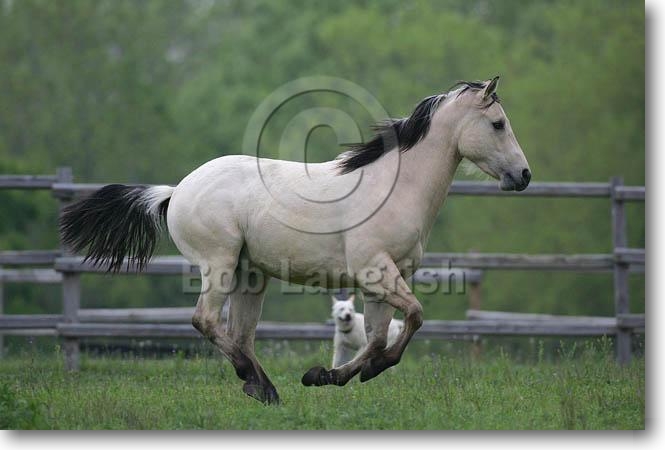 Les chevaux MI9E7168QuarterHorse-Dakota-ChapelCreekRanch,TX