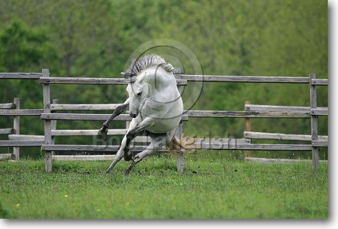 Les chevaux MI9E7672QuarterHorse-Denny-ChapelCreekRanch,TX