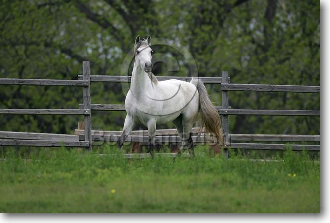 Les chevaux MI9E7685QuarterHorse-Denny-ChapelCreekRanch,TX