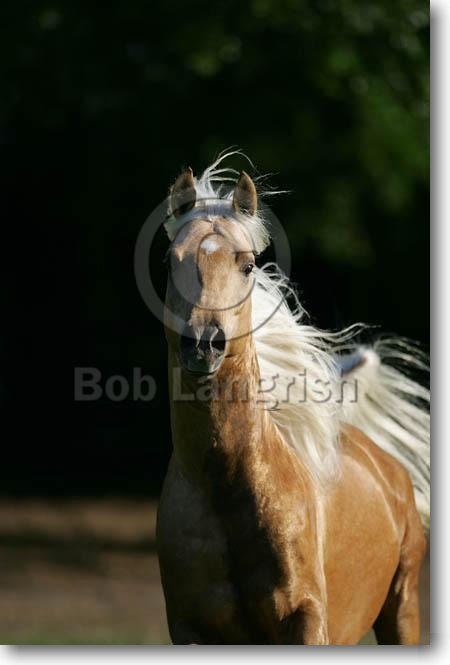 **My Wild Horses** MI9E7894ArabPalomino-Nugget-OwnedByIanGarden,FL