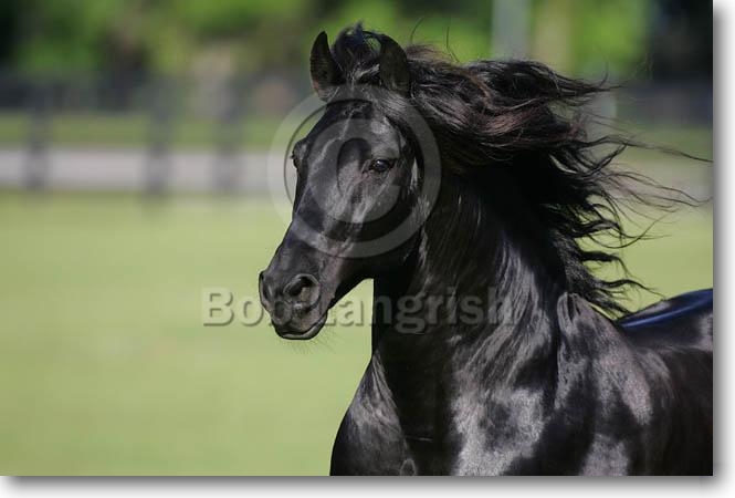 **My Wild Horses** MI9E7988FriesianSportHorseStallion-Satriani-OwnedByTanyaCorbeil,FL