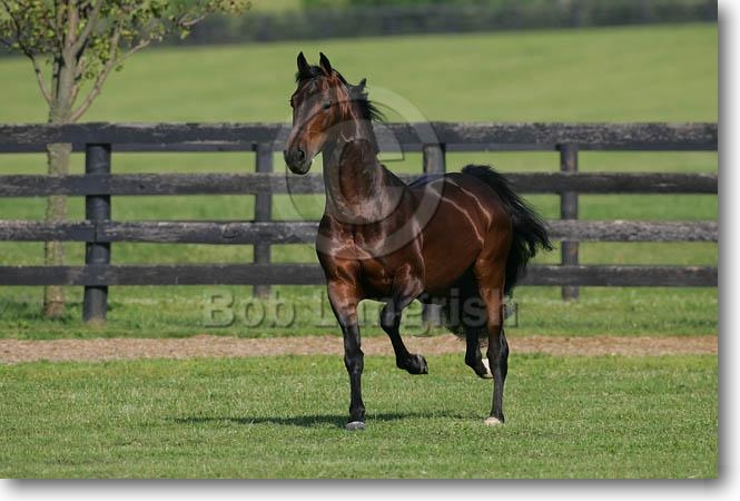 Cric-crac MI9E9020MorganStallion-AnalyzeThat-PlayMorFarm,KY