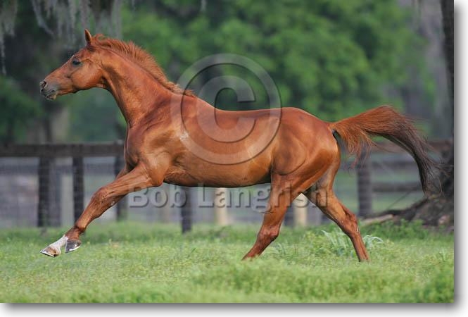 **My Wild Horses** MI9E9591RussianWarmblood-Vavilon-KingridgeStables,FL